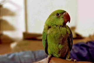 http://www.veterinariocampagnalupia.it/wp-content/uploads/2015/11/vet_00024-320x213.jpg