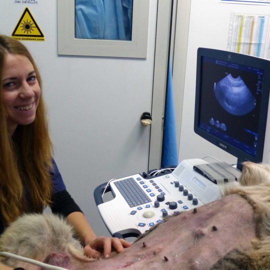 http://www.veterinariocampagnalupia.it/wp-content/uploads/2016/12/Giada-Coppi-Veterinario-Campagna-Lupia-540x540.jpg